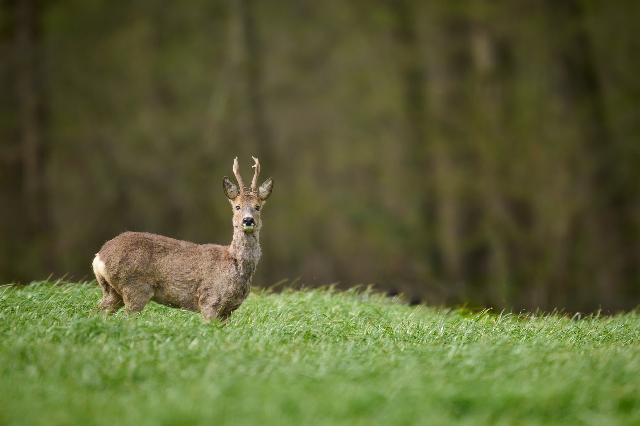 DSC_2393-X4.jpg