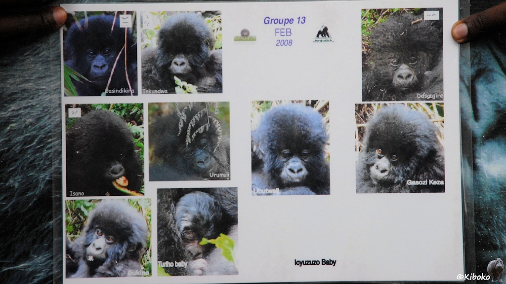 Das Bild zeigt eine Tafel mit 9 Gorillabildern mit Namen der Gorillakinder. Ein Baby ist noch Bild und namenlos.