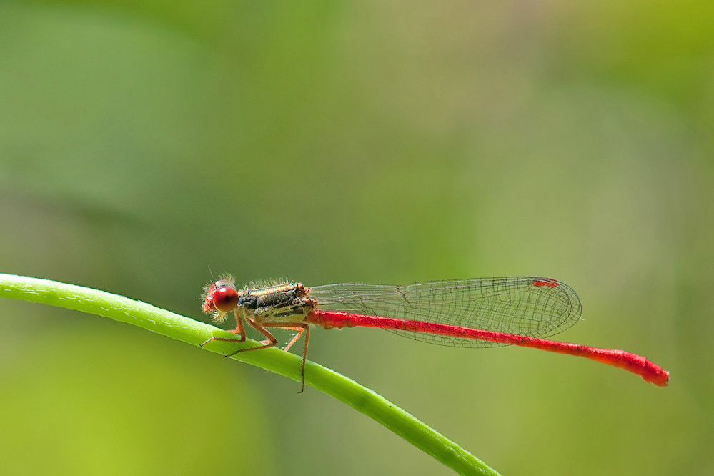 Ceriagrion_filtered.jpg
