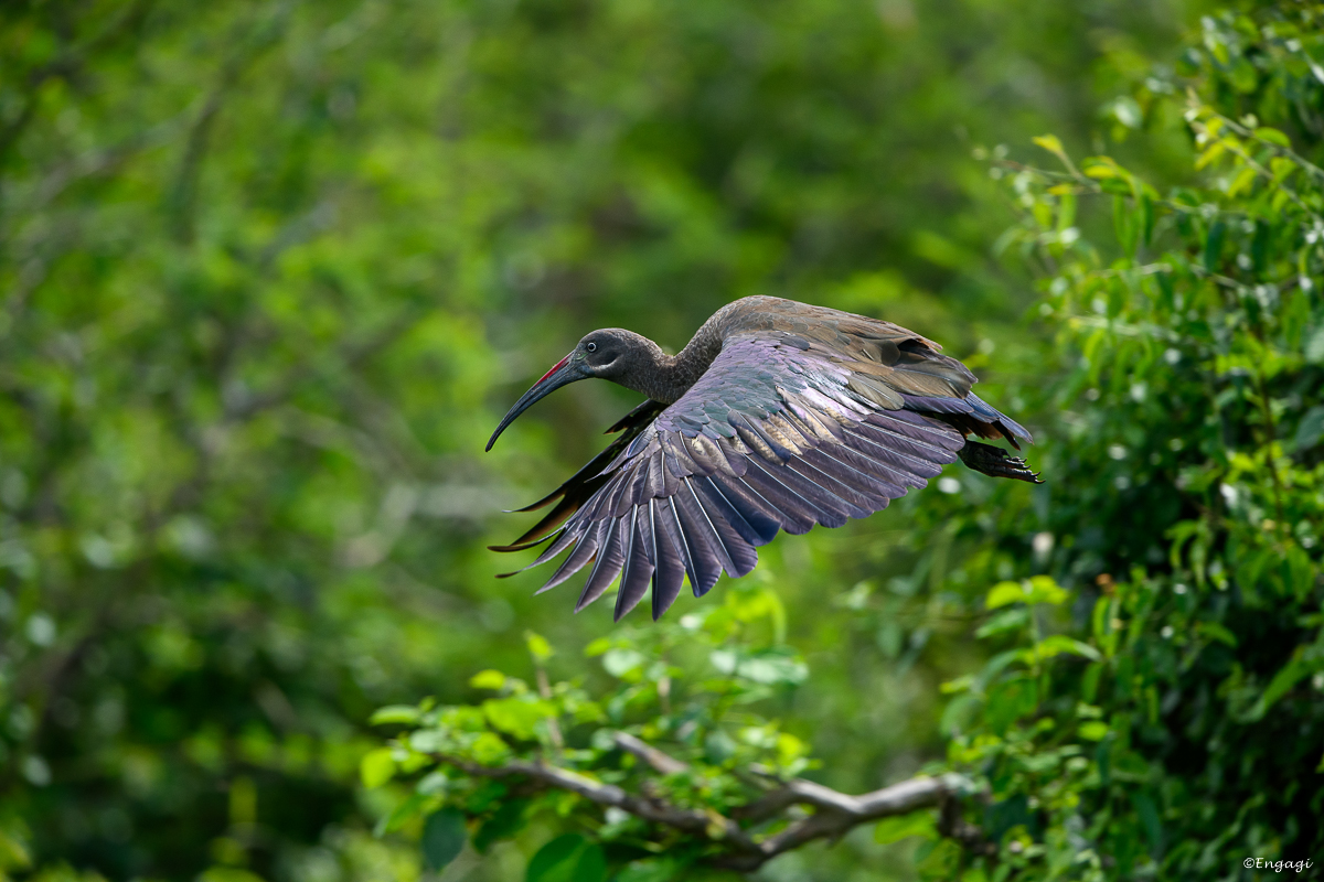 Uganda%201001.jpg