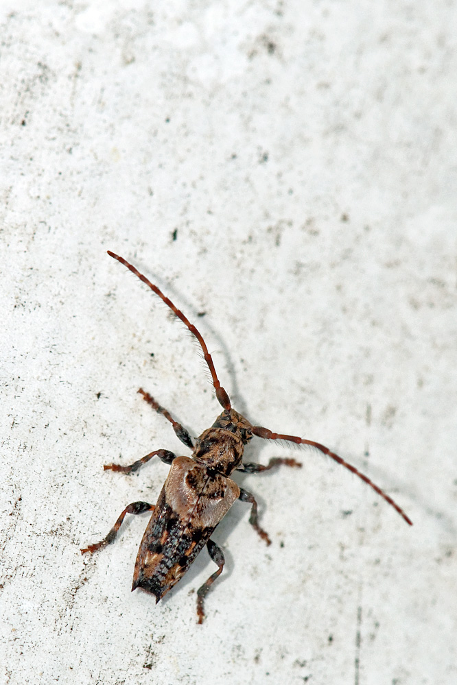 pogonocherus2.jpg