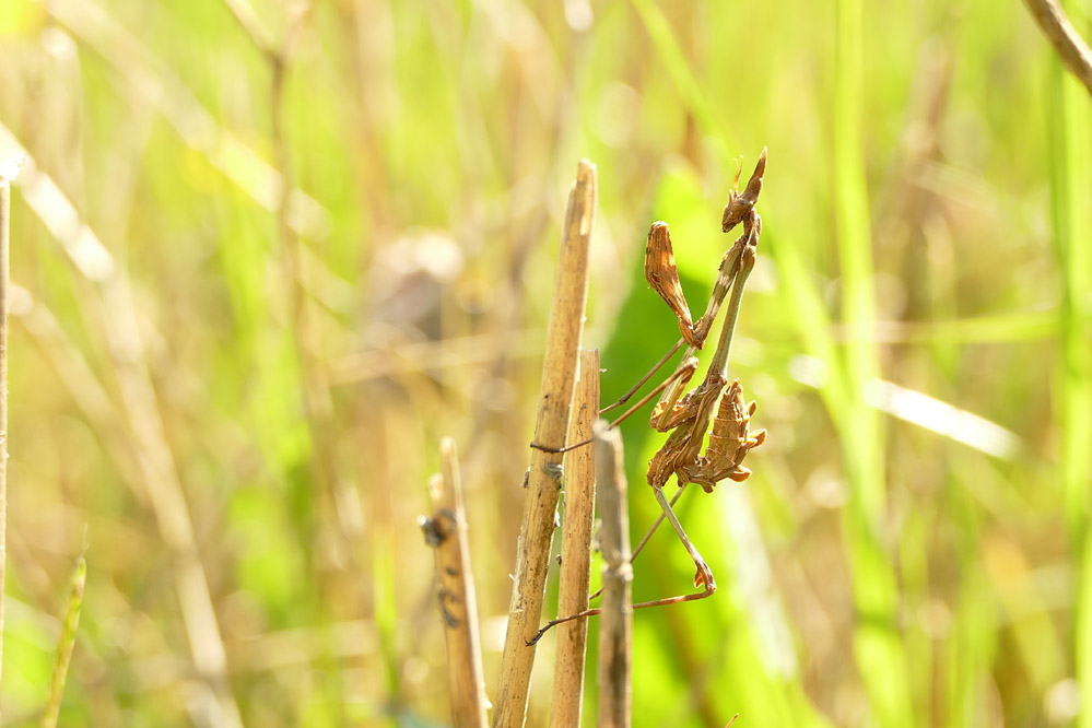 empusa2_999.jpg