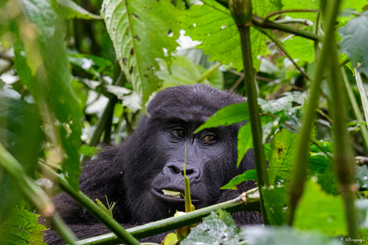Uganda%201836.jpg