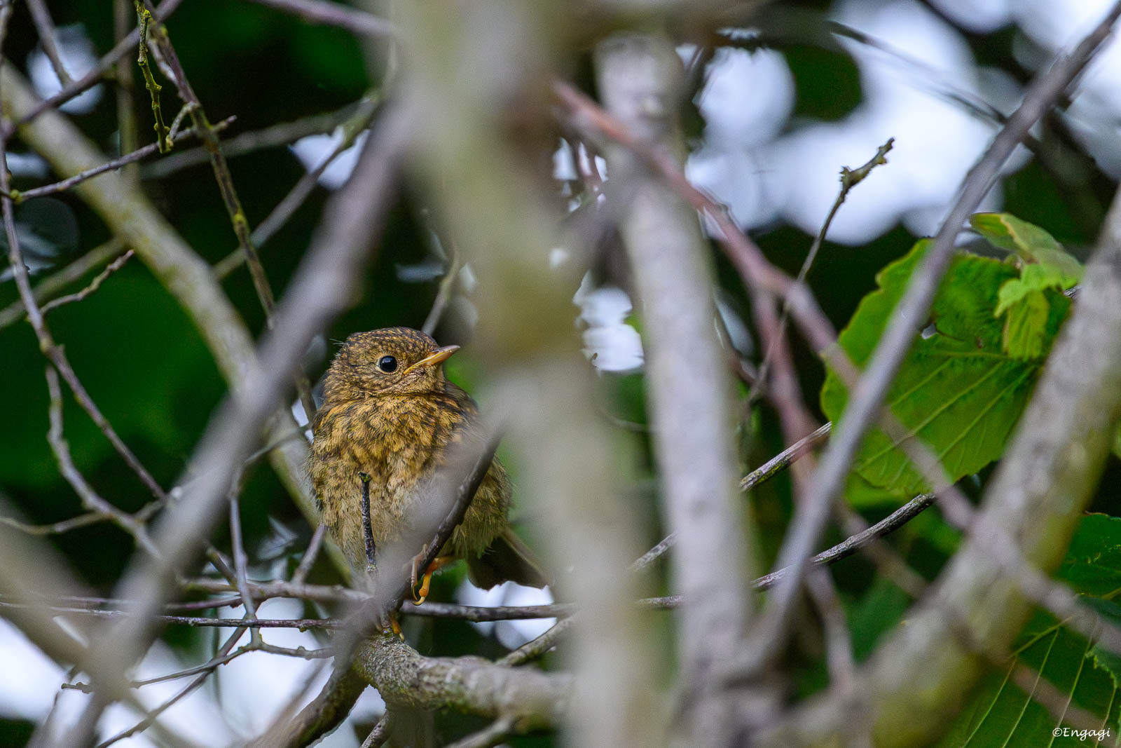 DSC_8795a.jpg