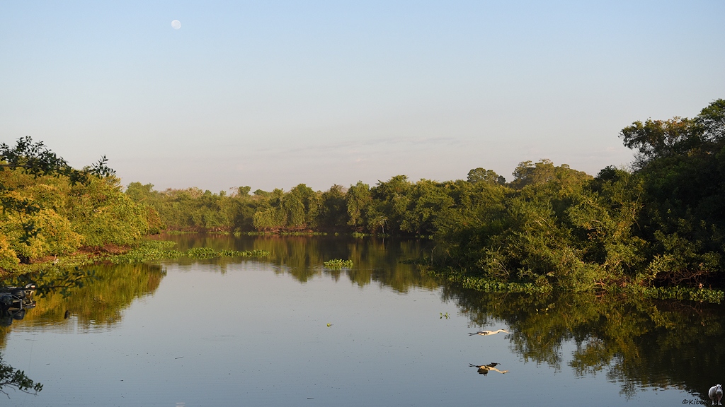 Morgenstimmung am Fluss. Die Sonne strahlt den Galeriewald an. Ein Reiher fliegt über dem Fluss. Der Mond geht unter