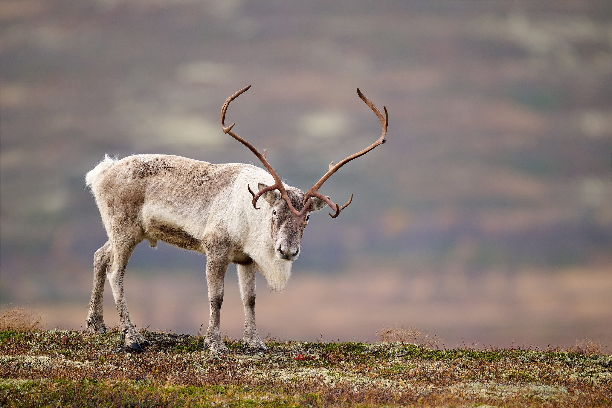 DSC_7655-X4.jpg
