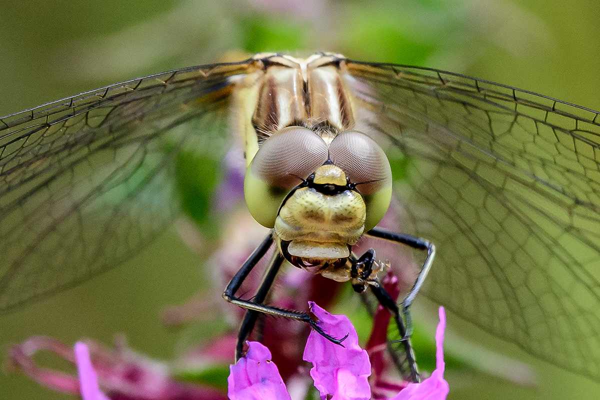 20200823_D500_2139NF.jpg