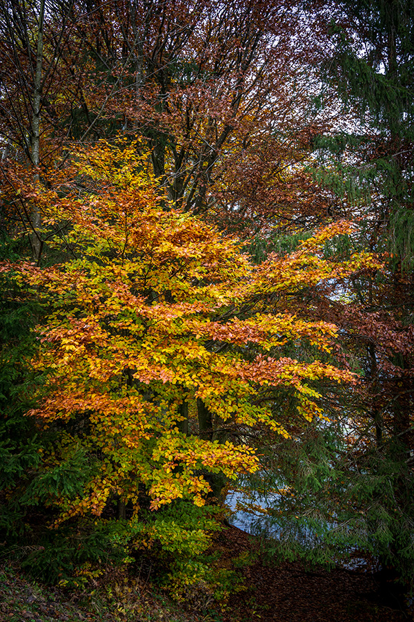 20201101_NZ7_0112NF.jpg
