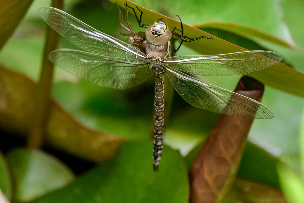 20200617_D500_0698NF.jpg