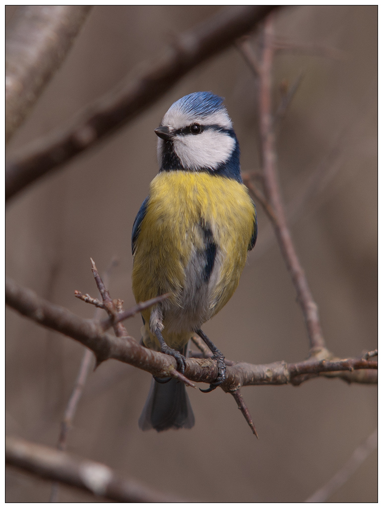 Blaumeise002.jpg