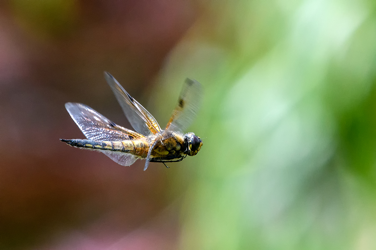 20180608_D500_0587NF.jpg