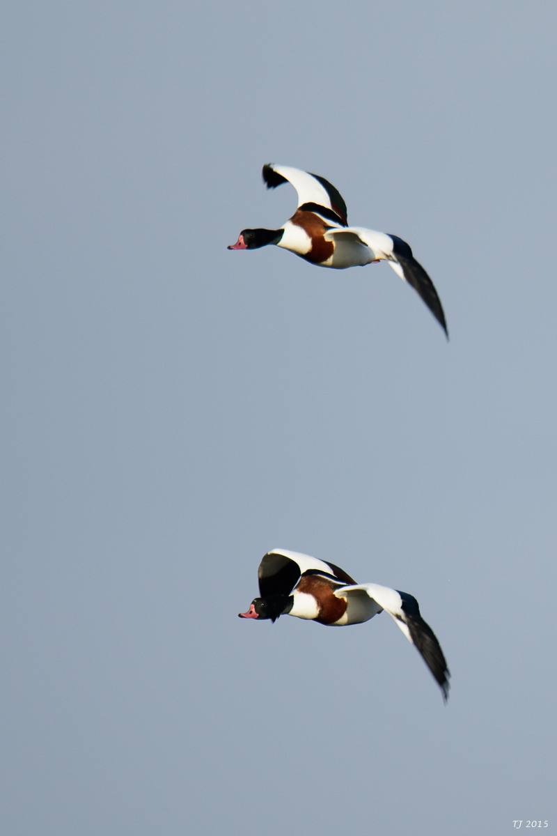 DSC_1657.jpg