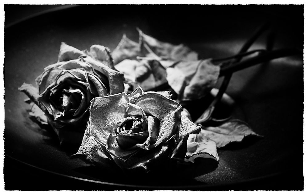 Rosen_9985_sw.jpg