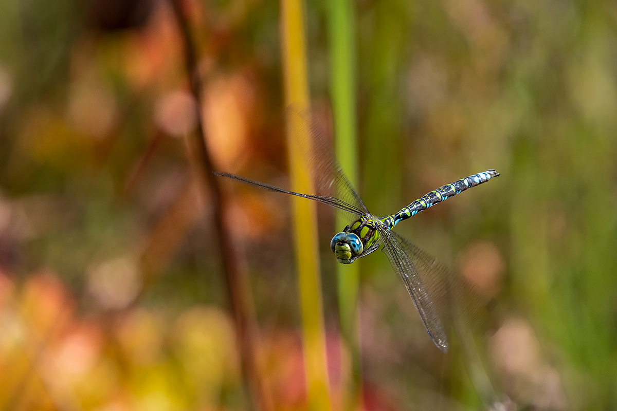 20180927_D500_3896vNF.jpg