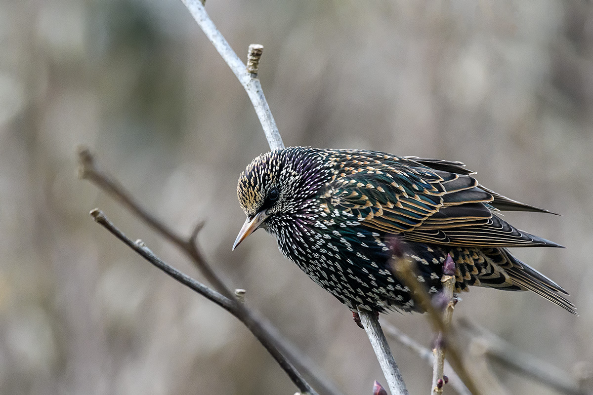 20180225_D500_0740NF.jpg