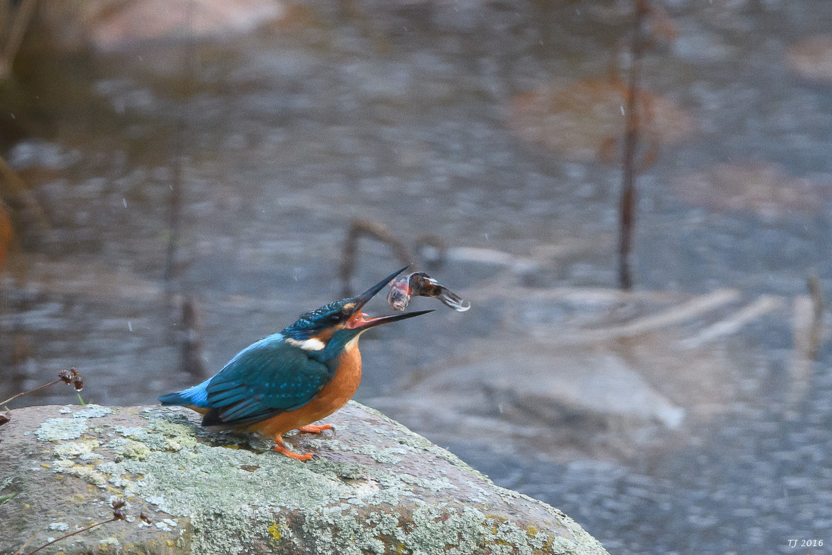 Eisvogel-82.jpg