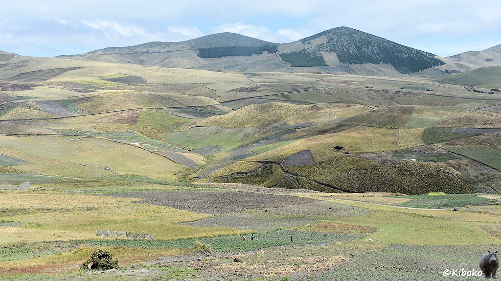 Das Bild zeigt eine hügelige Berglandschaft ohne Sträucher und ohne Bäume. Auf den Bergen sind kleine Felder angelegt. Auf einem dunkelgrünen Feld im Vordergrund arbeiten drei Menschen. Im Hintergrund sind zwei größere Berge mit abgerundeten Spitzen. Hier sind Nadelwaldplantagen.