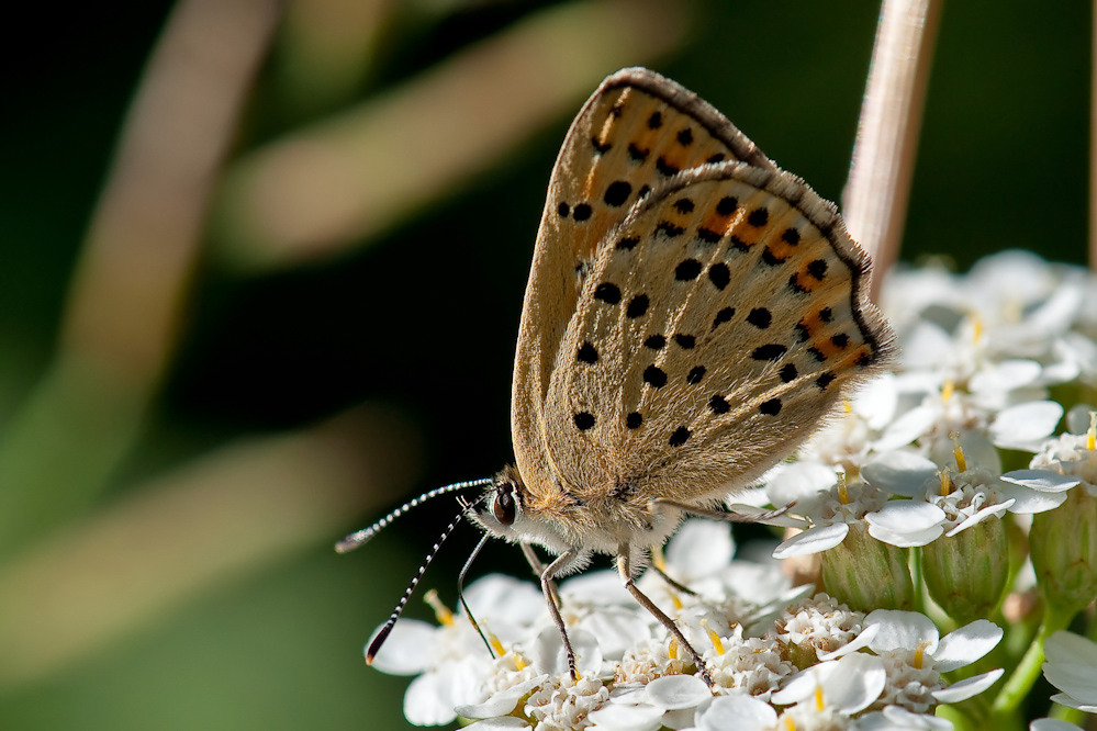web-tityrus1.jpg