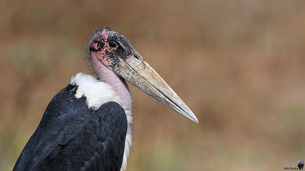 s513_Zakouma_Marabu_7996.jpg