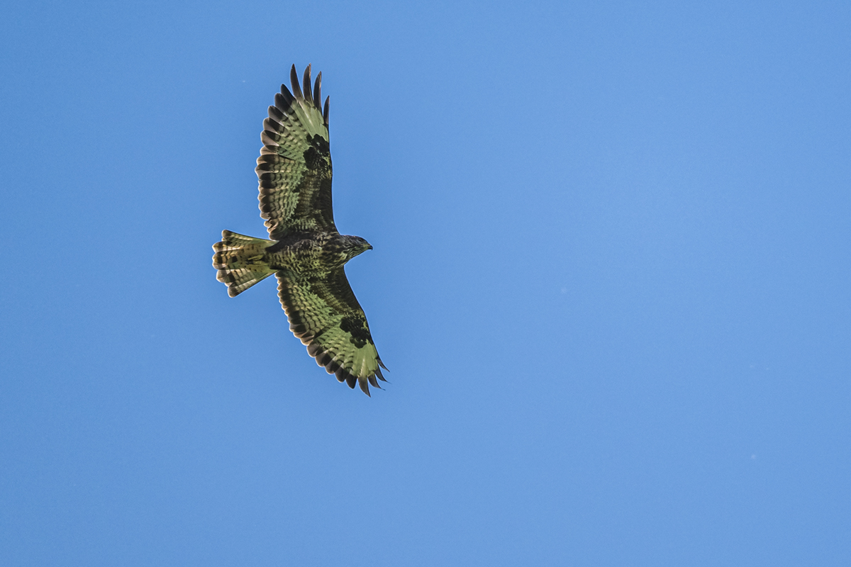 20260911_NZ9_1545NF.jpg