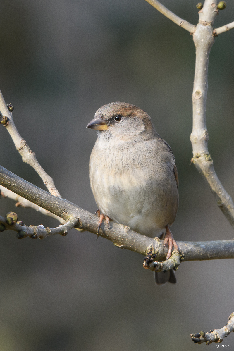 DSC_7471.jpg