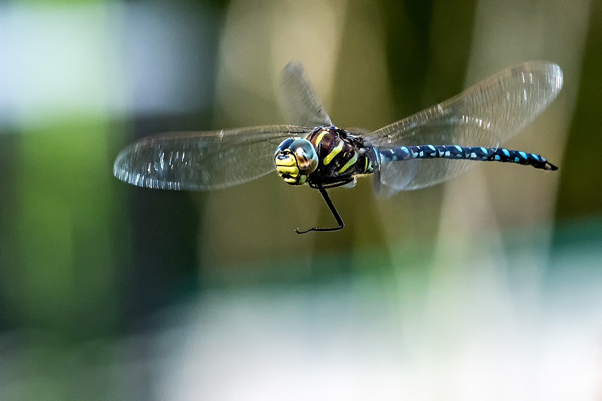 20180912_ND5_1002NF.jpg