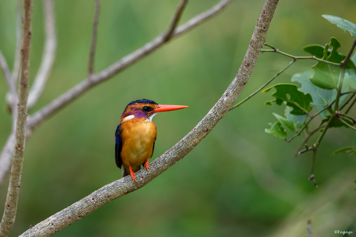 Uganda%200306.jpg