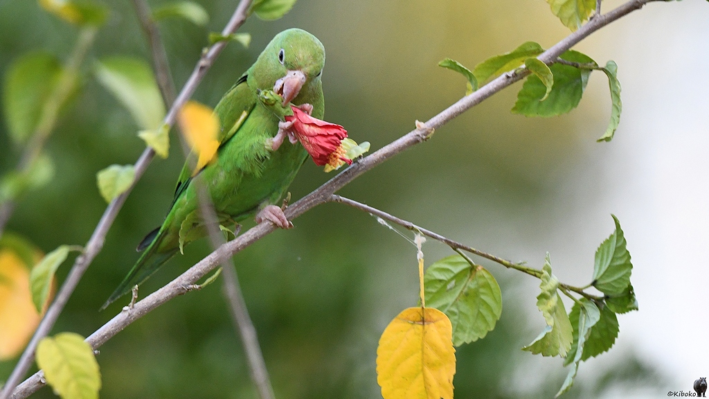 Vogel pflückt rote Blüte vom Busch und hält sie mit Bein und Schnabel fest