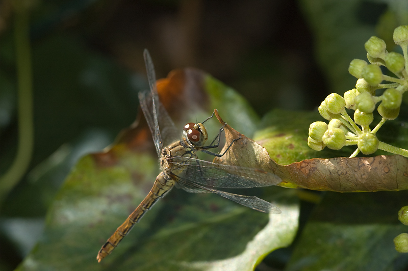 DSC_4861.jpg