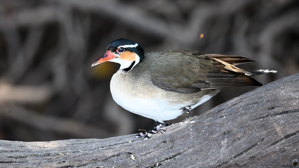Weißer Vogel mit olivem Rücken, schwarzem Kopf mit weißem Sreifen, oragem Wangenfleck und rotem Schnabel
