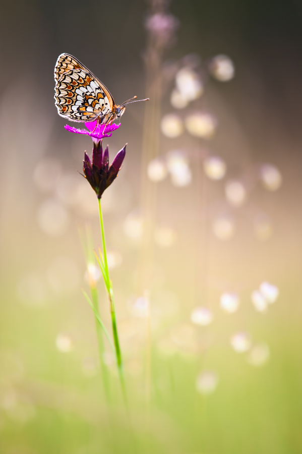 melitaea_phoebe_by_mescamesh-d3ifl9k.jpg