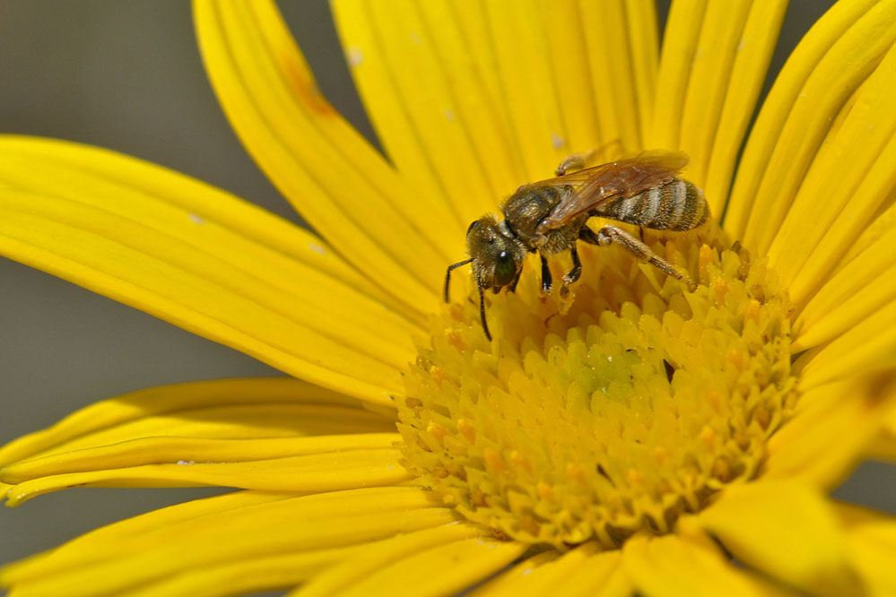 subauratus_Rotenbrunnen_140805.jpg