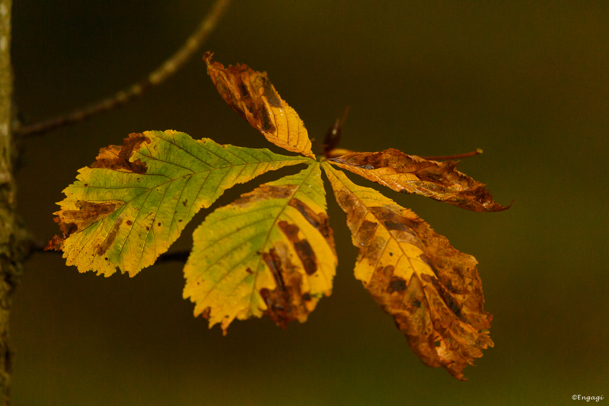 DSC_0572.jpg