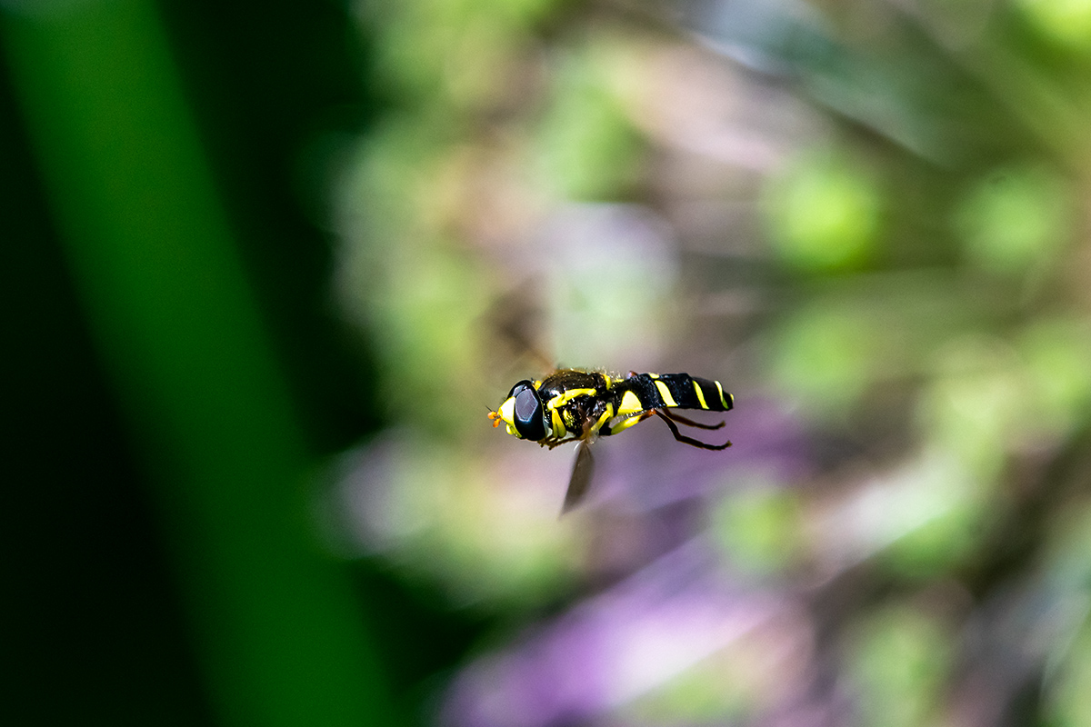 20180508_D500_1804vNF.jpg