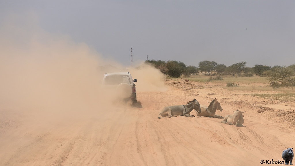 Das Bild zeigt drei Esel die am Rand einer sandigen, mit tiefen Fahrspuren durchzogen Piste liegen. Voraus fahren weiße Geländewagen, die eine Staubfahne hinter sich hierziehen. Neben der Straße stehen verinzelt Büsche und kleine Bäume.