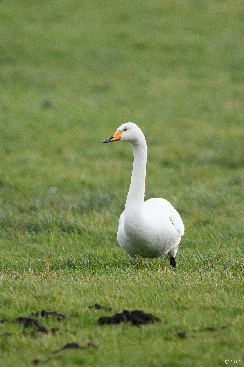 DSC_0274.jpg