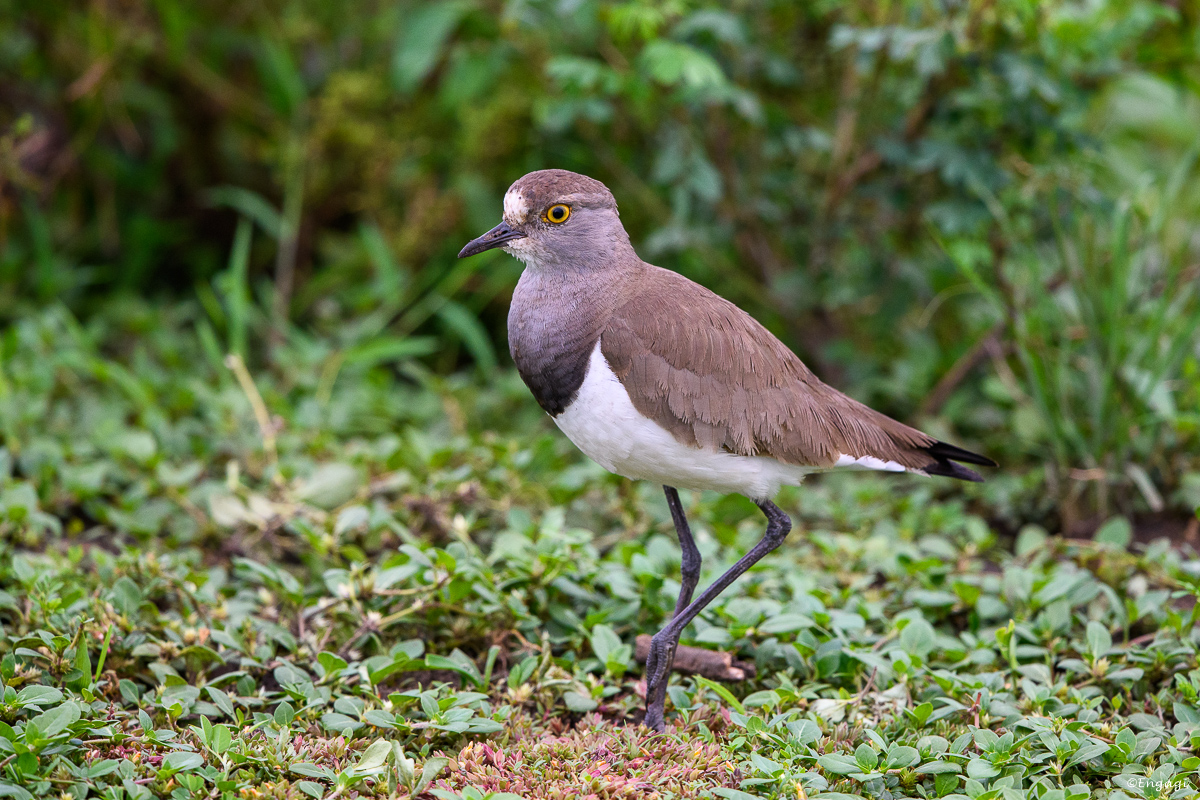 Uganda%201172.jpg