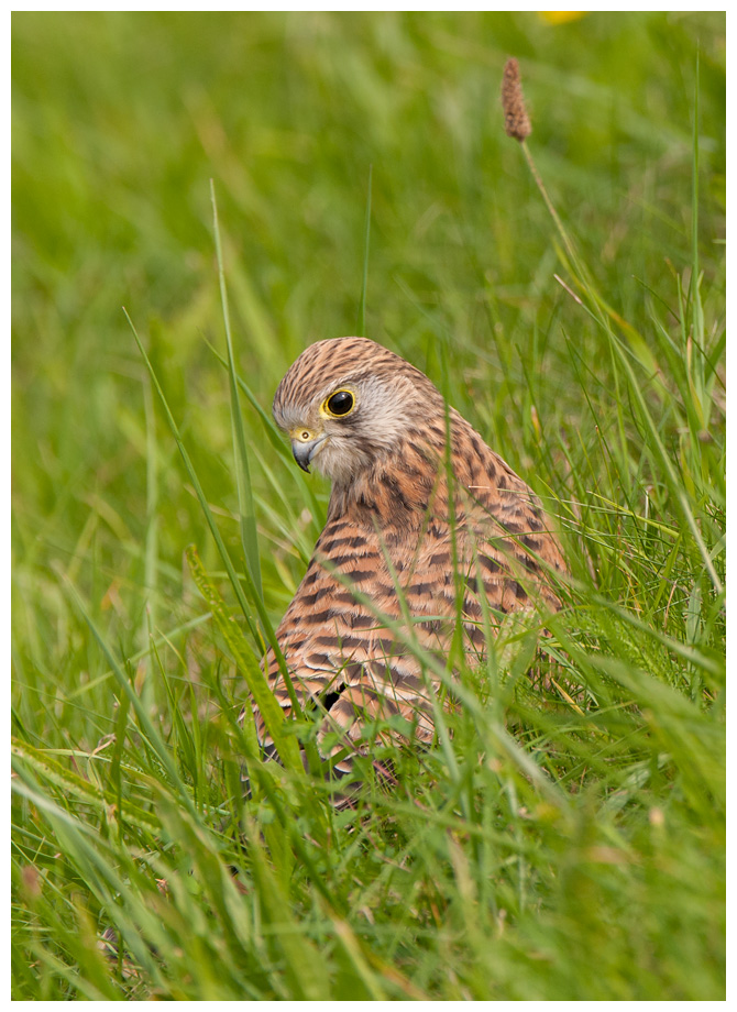 Turmfalke007.jpg
