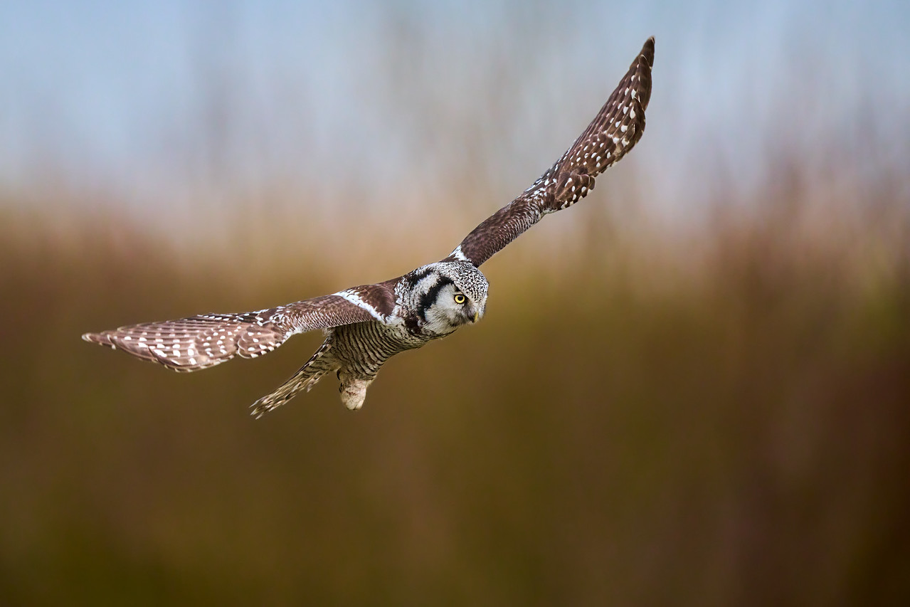 DSC_3247-X2.jpg