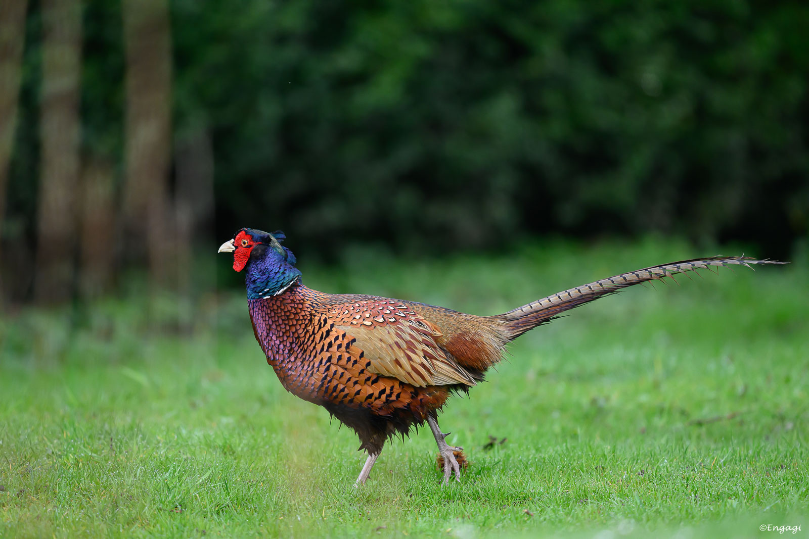 DSC_9411.jpg