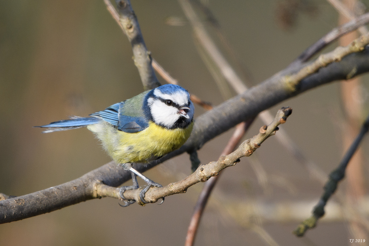 DSC_7247.jpg