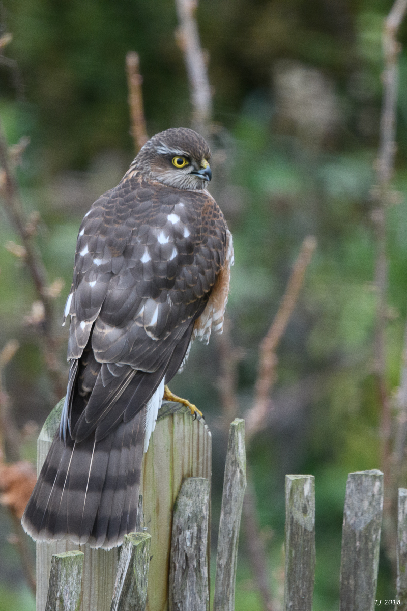 DSC_6809.jpg