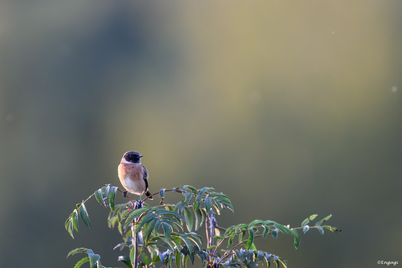 DSC_2655.jpg