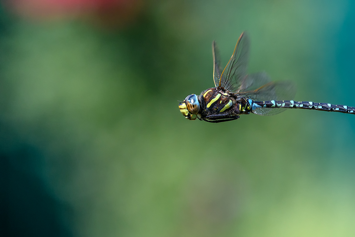 20180905_D500_0111NF.jpg