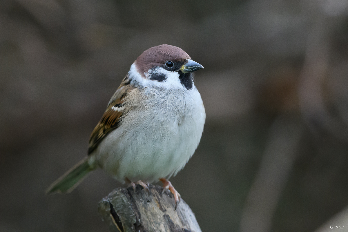 DSC_3150.jpg