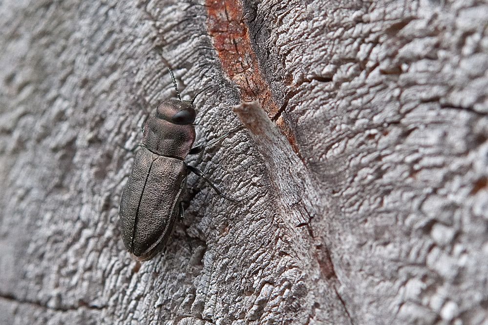 web-anthaxia-4punctata.jpg