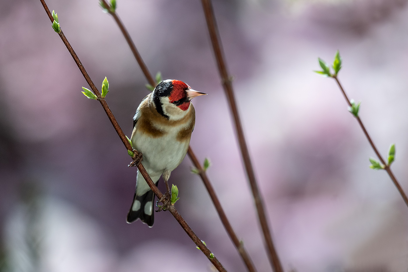 20190405_ND5_0393NF.jpg