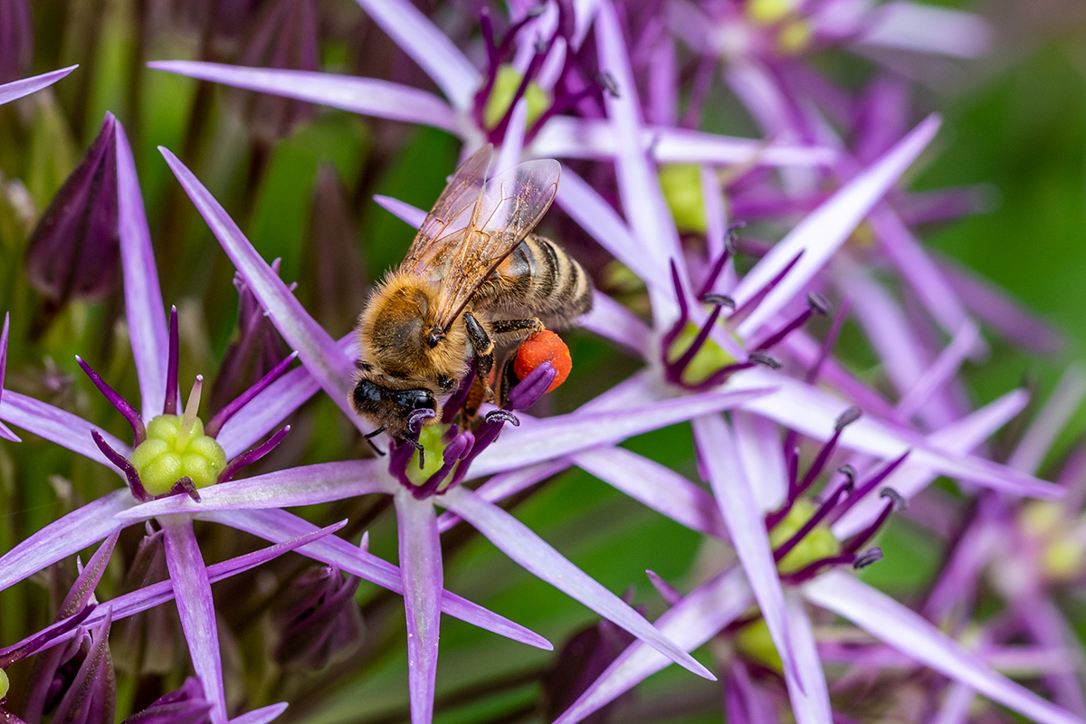 20180523_D810_4035NF.jpg