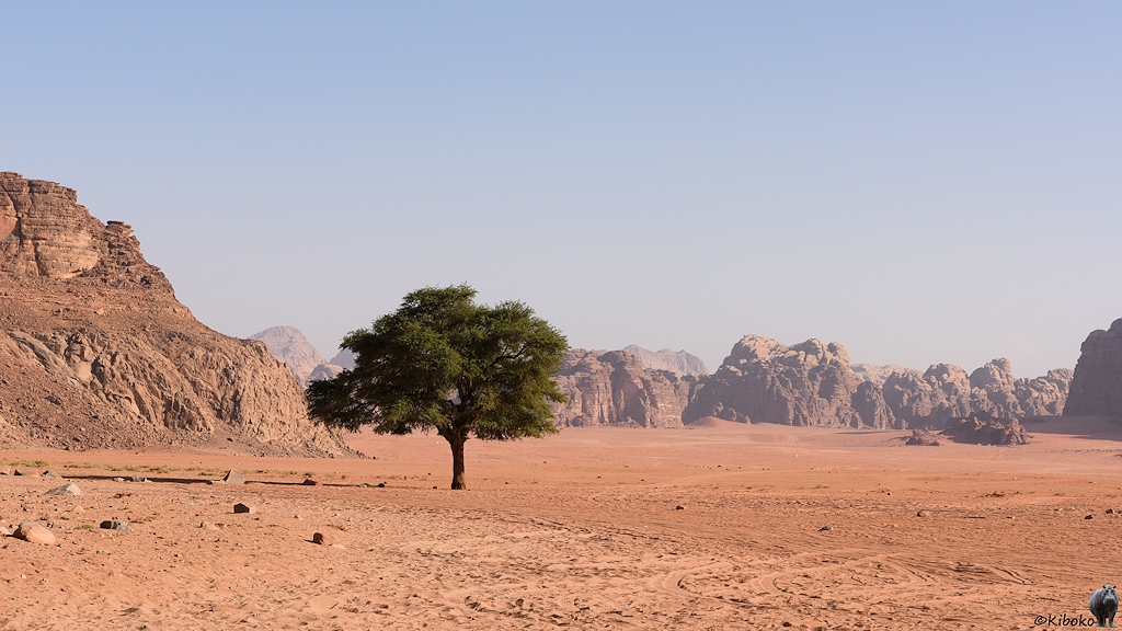 Ein grüner Baum steht in der rötlichen Wüste