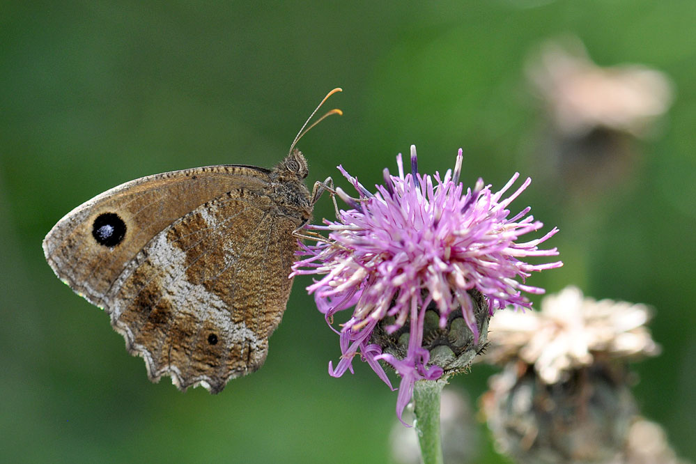 dryas_rothenbrunnen_140805.jpg
